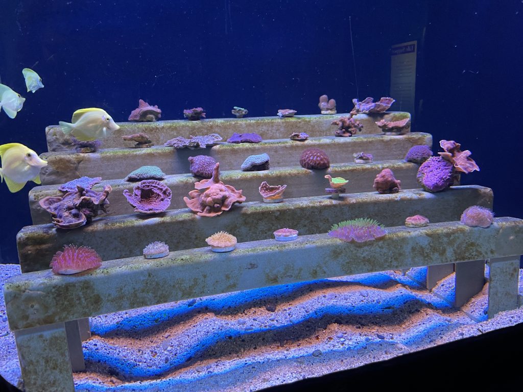 Maui Ocean Center: corals