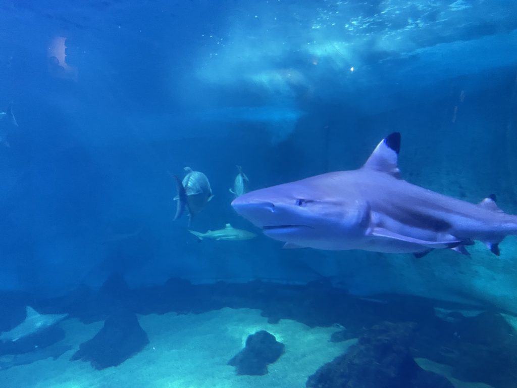 Maui Ocean Center: Shark